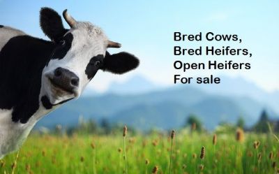 Photo of a Bred Heifers Open Heifers Bred Cows for sale